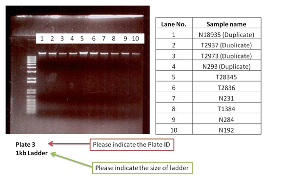 Sample Gel Photo Sample Gel Photo
