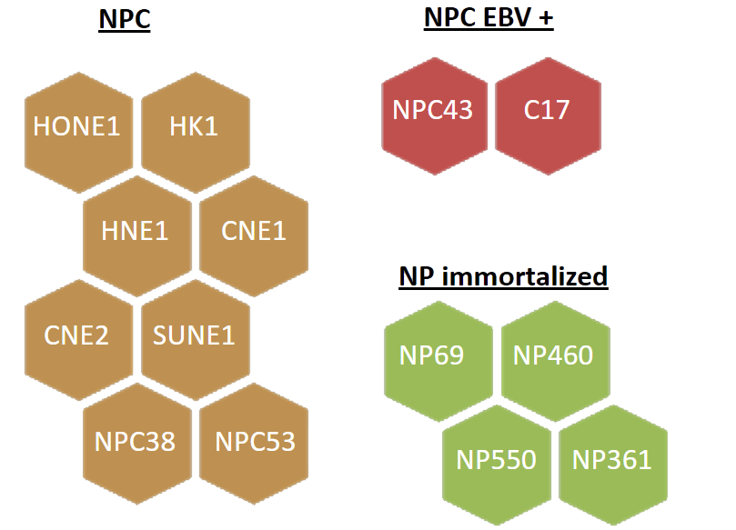 Tissue Bank Cell Line Repository